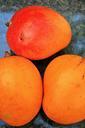 orange-mango-fruit-mango-orange-280973.jpg