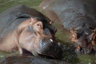 hippo-hippopotamus-water-zoo-1196771.jpg