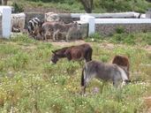 donkey-pasture-farm-meadow-65882.jpg