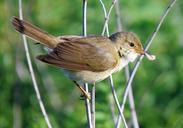 marsh-warbler-bird-marsh-warbler-940288.jpg