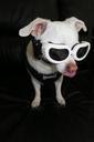 pet-chihuahua-fun-sunglasses-dog-947840.jpg