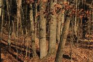 thicket-underbrush-undergrowth-76663.jpg