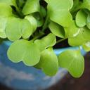 radishes-leaves-flower-pot-hearts-811335.jpg