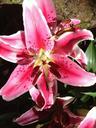 lily-stargazer-garden-nature-383451.jpg