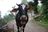 cow-livestock-dairy-beef-405977.jpg