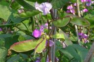 beans-flower-plant-organic-farm-918008.jpg