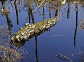 swamp-birch-nature-reserve-moor-1097924.jpg