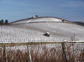 vineyard-winter-snow-wintry-1566090.jpg