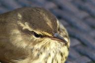 sparrow-bird-feathered-nature-467532.jpg