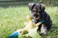 puppy-dog-pet-animals-summer-434841.jpg