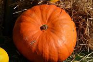 pumpkin-harvest-orange-autumn-474221.jpg