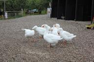 geese-zealand-farm-1040437.jpg