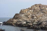 sea-lions-rookery-and-birds-on-the-beach-in-Valparaiso.jpg