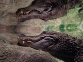 alligator-zoo-predator-reptile-512939.jpg