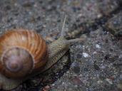 snail-probe-crawl-shell-mollusk-694139.jpg