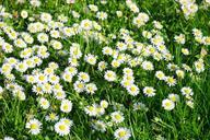 daisy-flower-blossom-bloom-white-324398.jpg