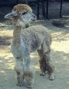 alpaca-cub-artistic-conception-1523223.jpg