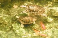 Turtles under water.jpg