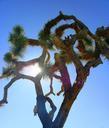 joshua-tree-cactus-desert-tree-388137.jpg