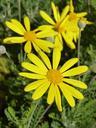 daisy-yellow-flowers-yellow-flower-1040718.jpg