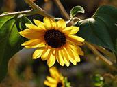 sunflower-flower-plant-desert-62049.jpg