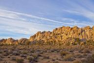 joshua-tree-desert-joshua-tree-1264748.jpg