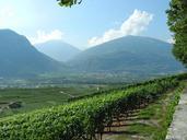 landscape-vineyards-nature-summer-1336645.jpg