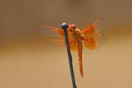 dragonfly-flame-skimmer-416158.jpg