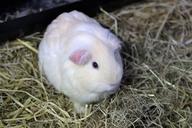 guinea-pig-rodent-animal-pet-1711288.jpg