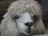 alpaca-sheep-mammal-animal-stare-64137.jpg