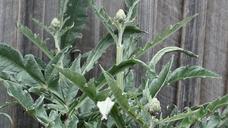 artichoke-thistle-variety-vegetable-412967.jpg