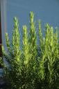 herbs-rosemary-garden-spice-853767.jpg