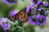 Monarch butterfly insect danaus plexippus on purple flower.jpg