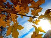 tree-branch-autumn-yellow-sky-blue-643872.jpg