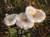 fungus-poisonous-mushroom-1177524.jpg