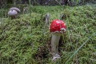 mushroom-fly-agaric-nature-autumn-638118.jpg