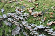 bracket-fungi-fungus-moss-stump-88078.jpg