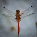 dragonfly-insect-bug-animal-nature-405355.jpg