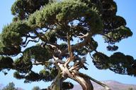 arboretum-wood-pine-blue-414598.jpg