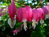 bleeding-hearts-flowers-cluster-red-55120.jpg