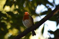 robin-bird-red-robin-185444.jpg