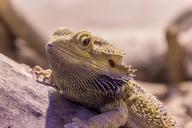 iguana-reptile-dragon-lizard-scale-993014.jpg