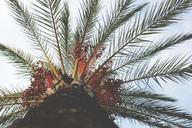 palm-tree-perspective-branches-983974.jpg