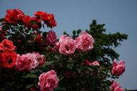 rose-downtown-powder-red-1331448.jpg