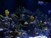 reef-coral-reef-sponges-aquarium-452884.jpg