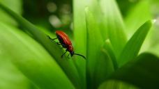 beetle-lily-beetle-red-insect-386666.jpg