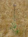 wheat-field-thistle-weed-arable-362928.jpg