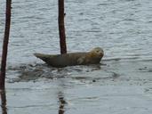 seal-north-sea-robbe-246759.jpg