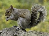 squirrel-wildlife-nature-animal-498139.jpg