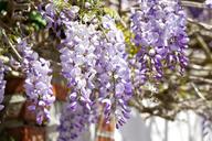 wisteria-flowers-flora-purple-blue-1400479.jpg